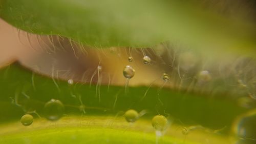 Close-up of spider on web