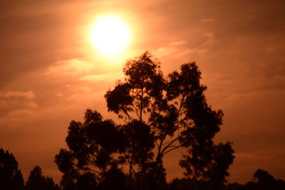 Low angle view of silhouette trees against sky during sunset