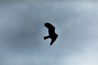 Low angle view of bird flying against the sky