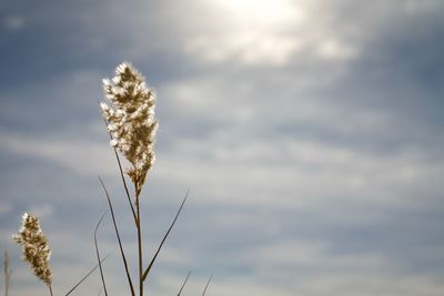 Close-up of flowering plant against cloudy sky