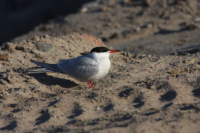 Close-up of bird on sand