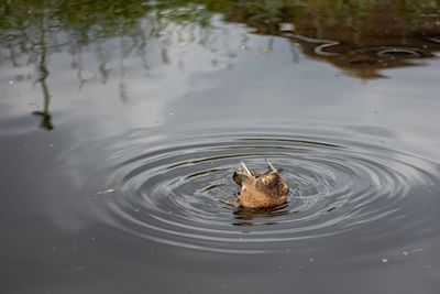 High angle view of duck swimming in lake