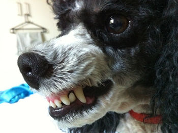 Close-up portrait of a dog