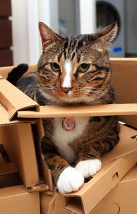 Portrait of cat sitting in box