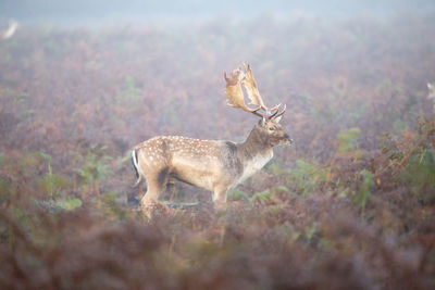 Deer standing in a field