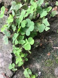 High angle view of plants