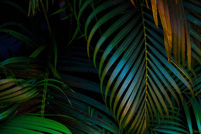 Close-up of palm leaves