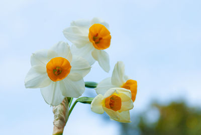 Low angle view of flowering plant against sky