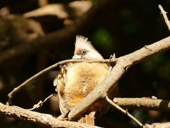 Close-up of bird perching on branch