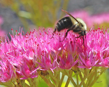 Close-up of honey bee on pink flowers