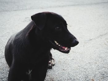 Close-up of dog looking away