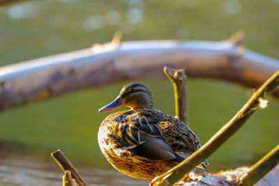 Close-up of bird perching on a lake