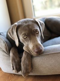 Dog resting at home