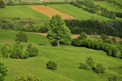 Scenic view of agricultural field
