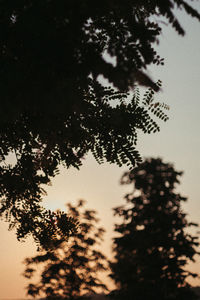 Low angle view of silhouette tree against sky at sunset