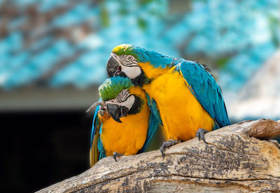 Close-up of a bird perching on wood