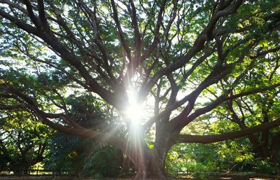 Sun shining through trees