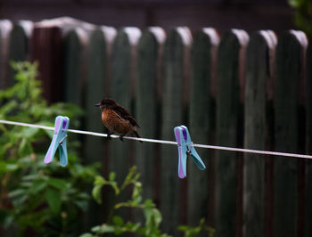 Close-up of bird perching on clothesline