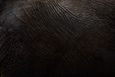 Full frame shot of elephant