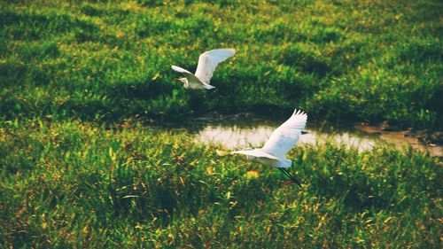 Bird flying over grass