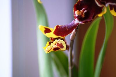 Close-up of lizard on flower