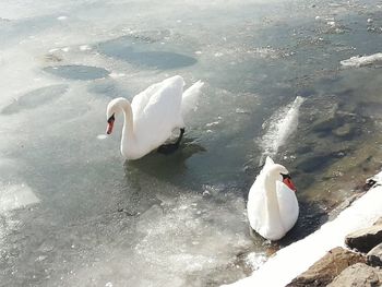 High angle view of swan in water