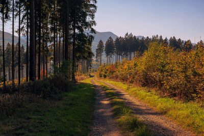 Dirt road amidst trees in forest against sky