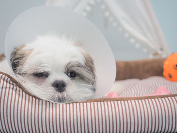 Sick dog wearing funnel collar with sad on pet bed.