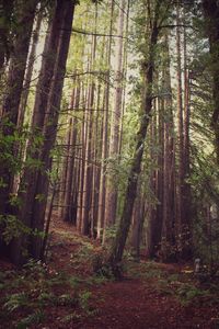 Trees in forest