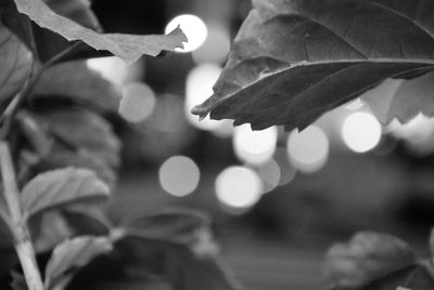 Close-up of raindrops on leaves