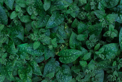 Full frame shot of fresh green leaves