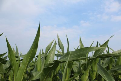 Close-up of crops growing on field against sky