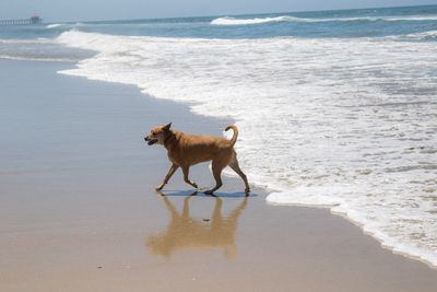 Dog on beach