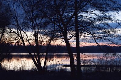 Silhouette of bare trees at sunset