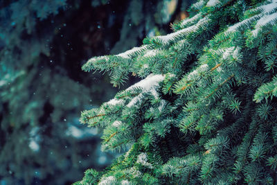 Close-up of pine tree