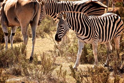 Zebras standing by plants on field