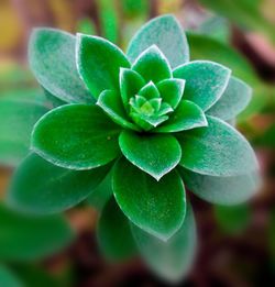 Close-up of fresh green plant