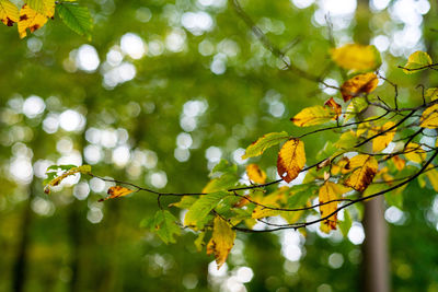 Close-up of leaves on branch