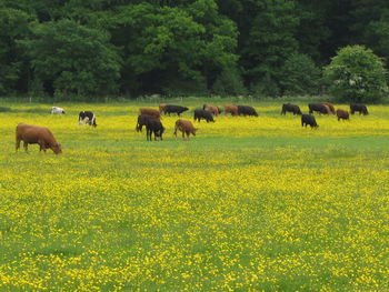 Cattle grazing in pasture