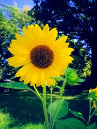 Close-up of fresh sunflower blooming in field against sky