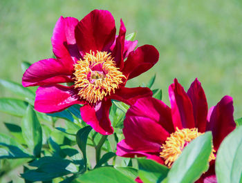 Close-up of red flowers blooming in park