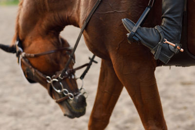 Horse standing on field