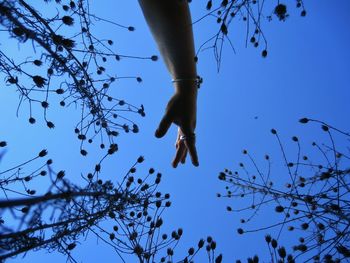 Low angle view of bird on branch against blue sky