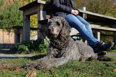 Low section of person with dog sitting on plants