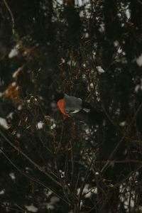 Close-up of bird perching on tree