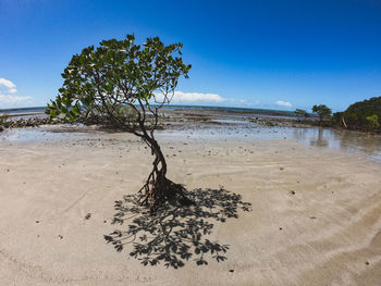 Tree on beach against blue sky