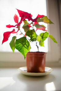 Close-up of flower plant on table