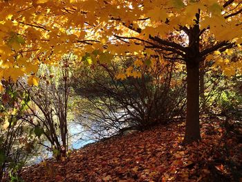 Close-up of autumn tree