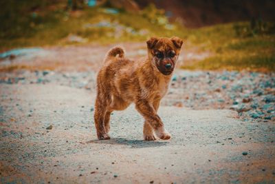 Portrait of dog on street