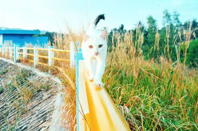 Portrait of cat walking on railing